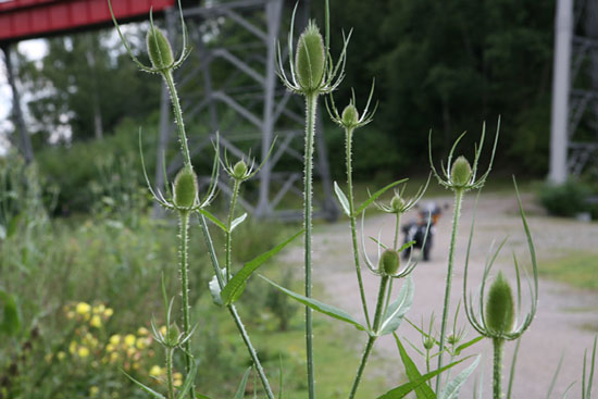 Naturschutz pur.jpg