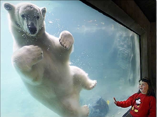1-Funeisbär-divesmall.jpg